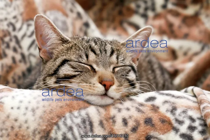 : Cat camouflaged on a blanket : Cat camouflaged on a blanket