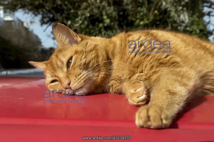 : Cat - On Car Roof - Cornwall - UK : Cat - On Car Roof - Cornwall - UK