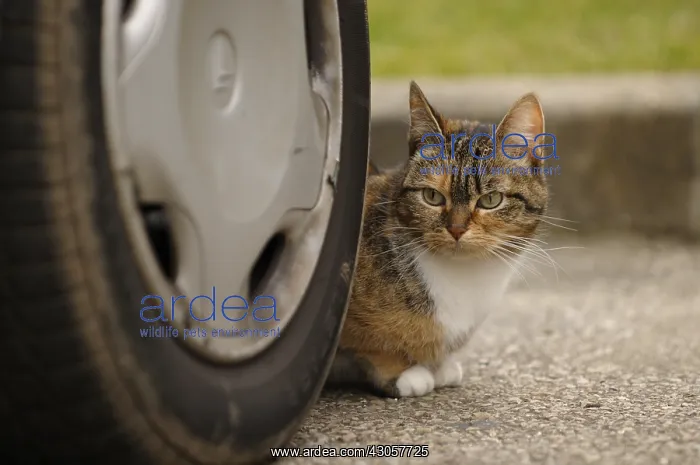 : Cat behind a car wheel Yport France : Cat behind a car wheel Yport France