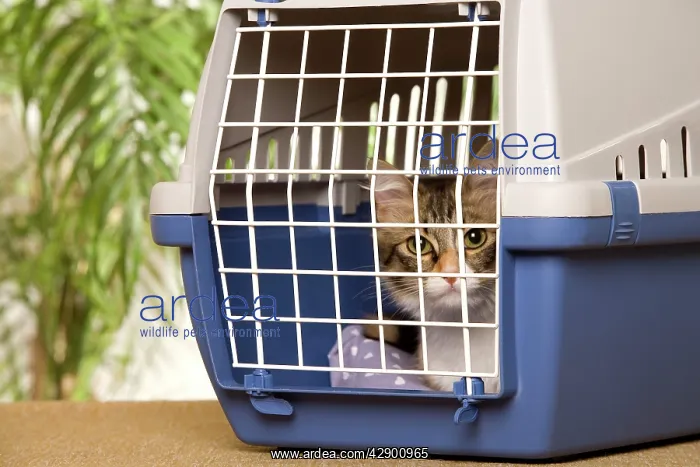  : Cat - in cat basket, 7 months old