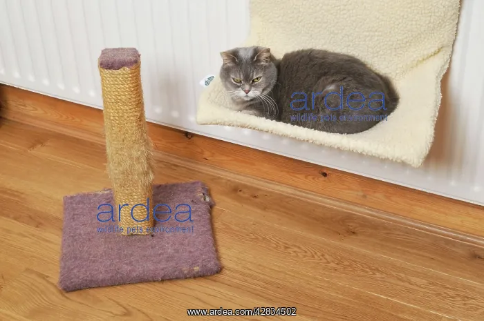 : Cat - on cat bed next to scratching post : Cat - on cat bed next to scratching post
