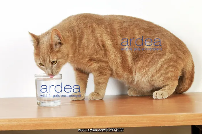 : CAT. Cat drinking from a glass : CAT. Cat drinking from a glass
