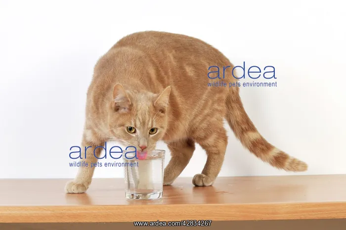 : CAT. Cat drinking from a glass : CAT. Cat drinking from a glass