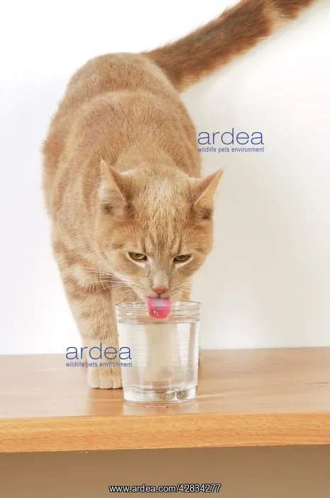 : CAT. Cat drinking from a glass : CAT. Cat drinking from a glass