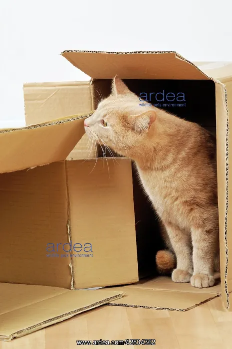  : CAT. Cat exploring a cardboard box