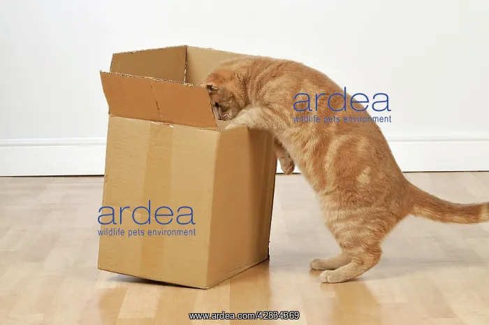  : CAT. Cat exploring a cardboard box