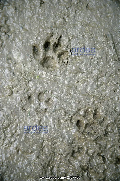 : CAT - cat footprints in mud : CAT - cat footprints in mud