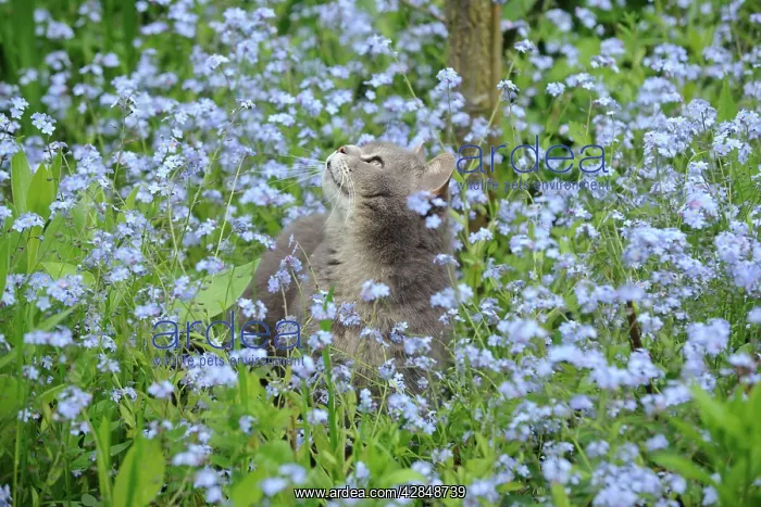 : CAT. Cat in forget me nots looking up : CAT. Cat in forget me nots looking up