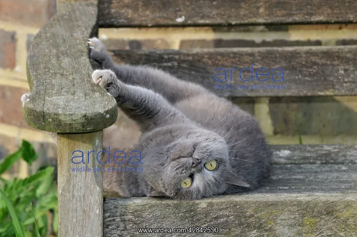 : CAT. Cat lying on garden bench : CAT. Cat lying on garden bench