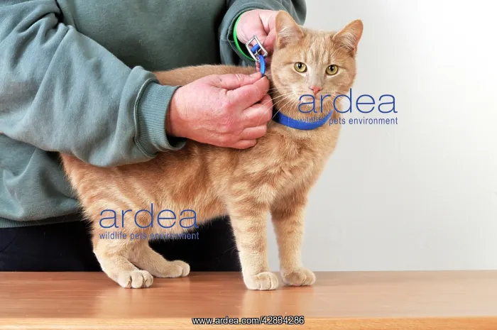  : CAT. Cat owner fitting a collar