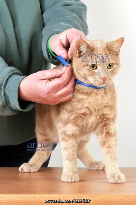  : CAT. Cat owner fitting a collar