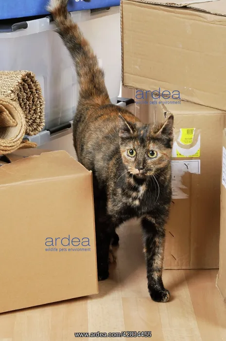  : CAT. Cat among packing cases (for moving house)