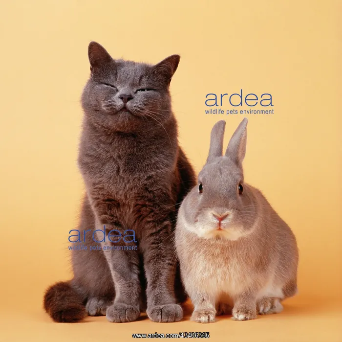 : CAT - Cat and Rabbit : CAT - Cat and Rabbit