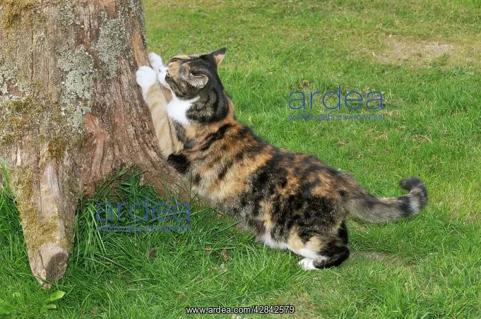 : CAT. Cat scratching tree : CAT. Cat scratching tree