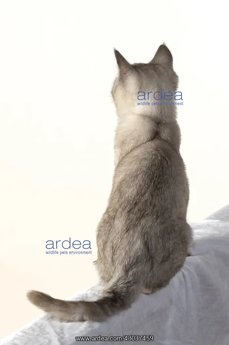 : CAT. cat sitting, back view, on white, studio : CAT. cat sitting, back view, on white, studio