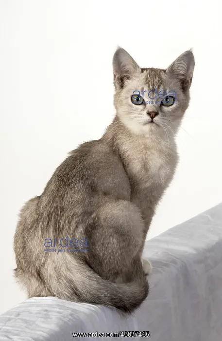 : CAT. cat sitting, back view, on white, studio : CAT. cat sitting, back view, on white, studio