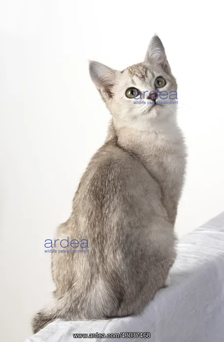 : CAT. cat sitting, back view, on white, studio : CAT. cat sitting, back view, on white, studio