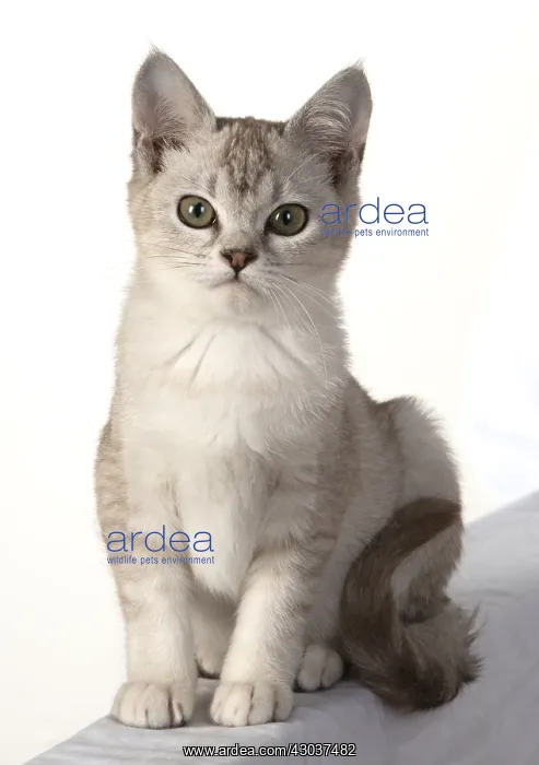 : CAT. cat sitting, back view, on white, studio : CAT. cat sitting, back view, on white, studio