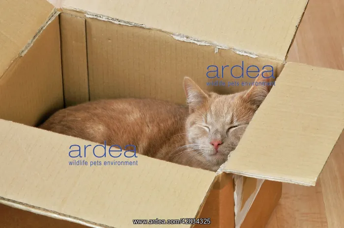 : CAT. Cat sleeping in a cardboard box : CAT. Cat sleeping in a cardboard box