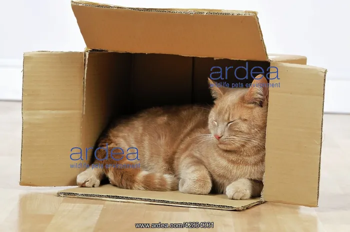 : CAT. Cat sleeping in a cardboard box : CAT. Cat sleeping in a cardboard box