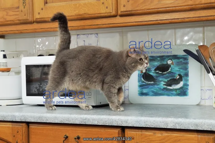 : CAT. Cat walking on the kitchen work surface : CAT. Cat walking on the kitchen work surface