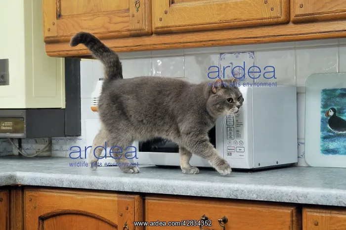  : CAT. Cat walking on the kitchen work surface