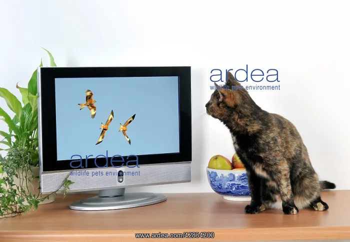 : CAT. Cat watching TV : CAT. Cat watching TV