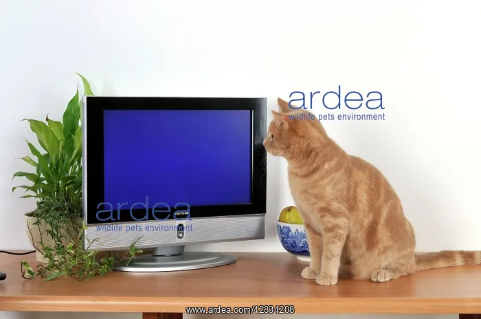 : CAT. Cat watching TV : CAT. Cat watching TV