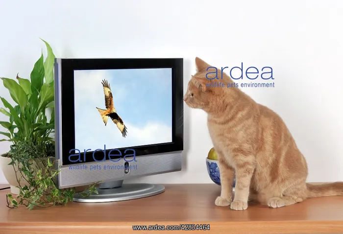 : CAT. Cat watching TV : CAT. Cat watching TV