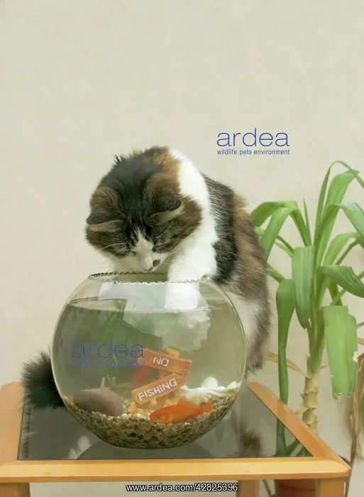  : Cat - Catching goldfish in bowl