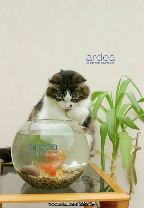  : Cat - Catching goldfish in bowl