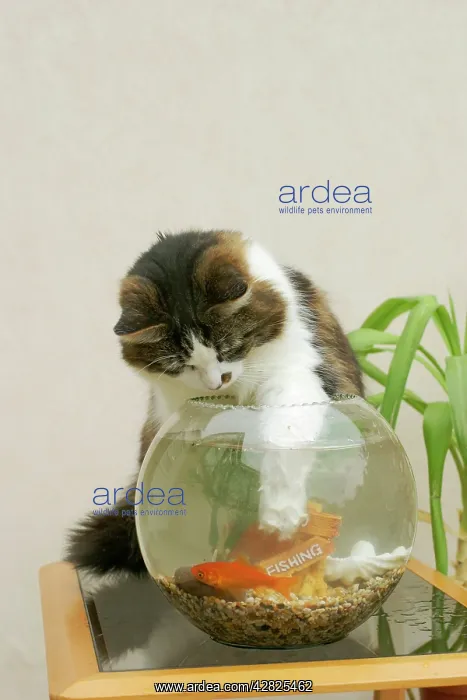 : Cat - Catching goldfish in bowl