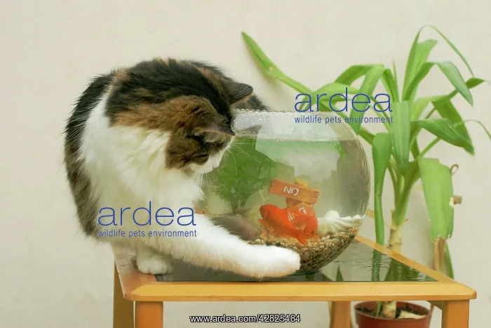  : Cat - Catching goldfish in bowl