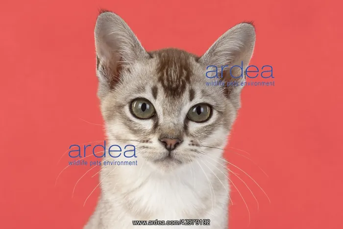 : CAT. cats face on coloured background : CAT. cats face on coloured background