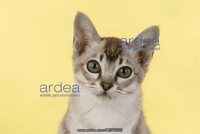 : CAT. cats face on coloured background : CAT. cats face on coloured background