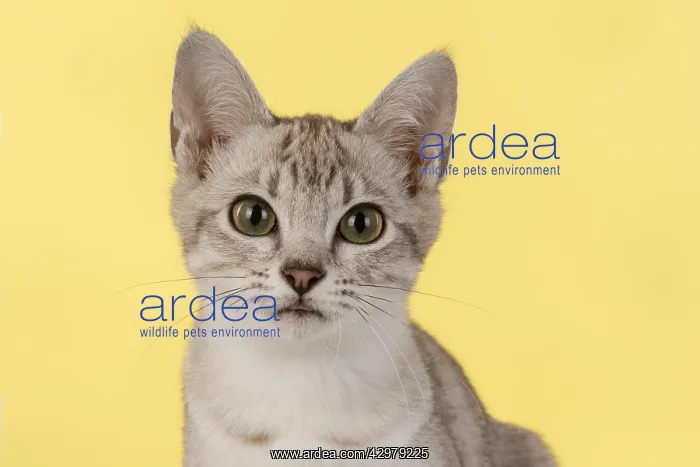  : CAT. cats face on coloured background