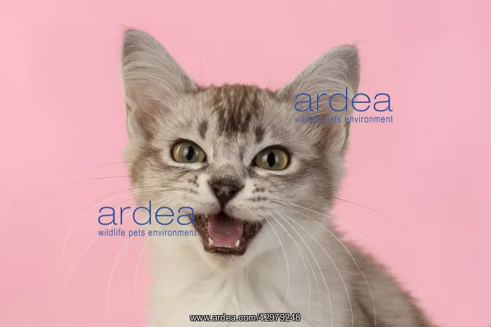 : CAT. cats face on coloured background : CAT. cats face on coloured background