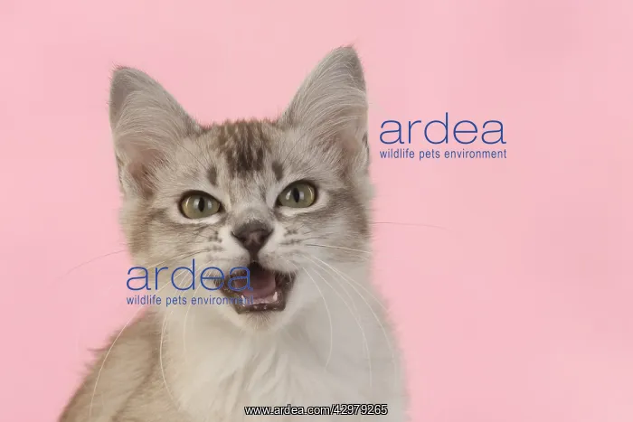 : CAT. cats face on coloured background : CAT. cats face on coloured background