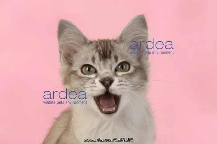 : CAT. cats face on coloured background : CAT. cats face on coloured background