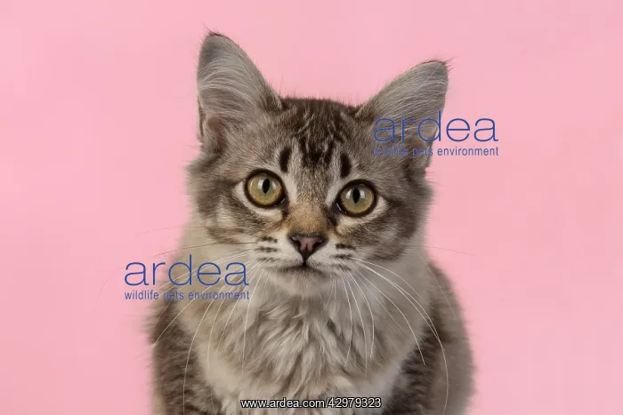 : CAT. cats face on coloured background : CAT. cats face on coloured background