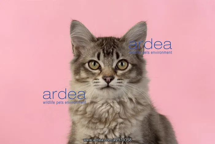 : CAT. cats face on coloured background : CAT. cats face on coloured background