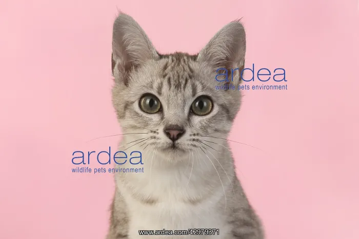 : CAT. cats face on coloured background : CAT. cats face on coloured background