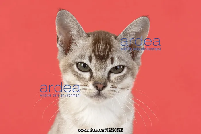: CAT. cats face on coloured background : CAT. cats face on coloured background