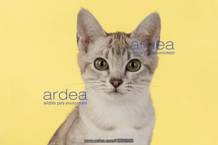 : CAT. cats face on coloured background : CAT. cats face on coloured background