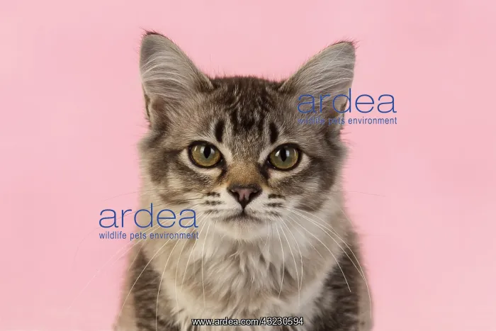 : CAT. cats face on coloured background : CAT. cats face on coloured background