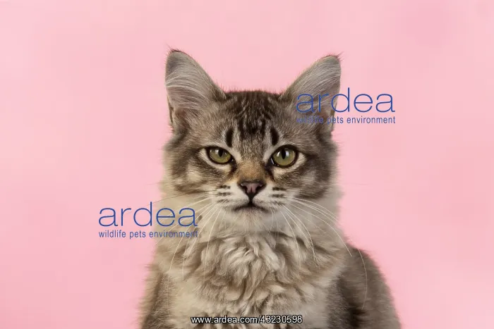 : CAT. cats face on coloured background : CAT. cats face on coloured background