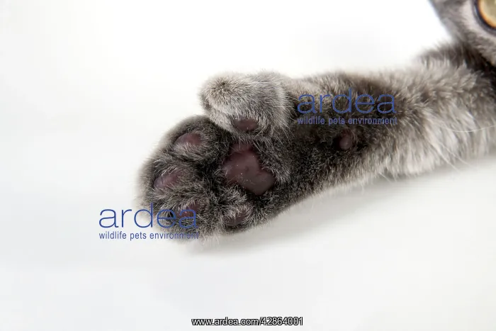 : CAT - Cats foot with extra toe (six) : CAT - Cats foot with extra toe (six)