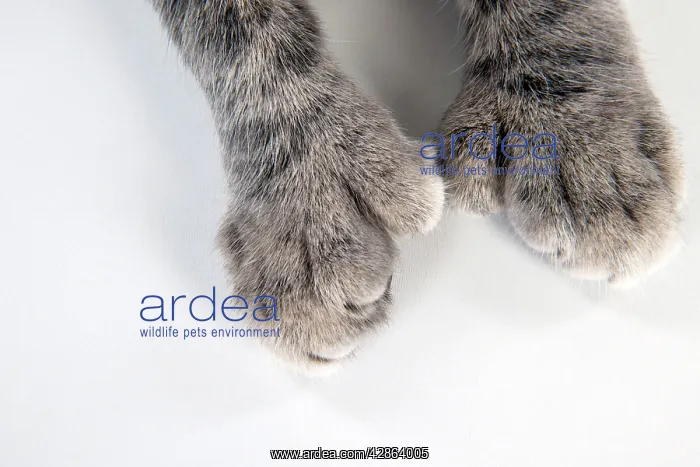 : CAT - Cats foot with extra toe (six) : CAT - Cats foot with extra toe (six)