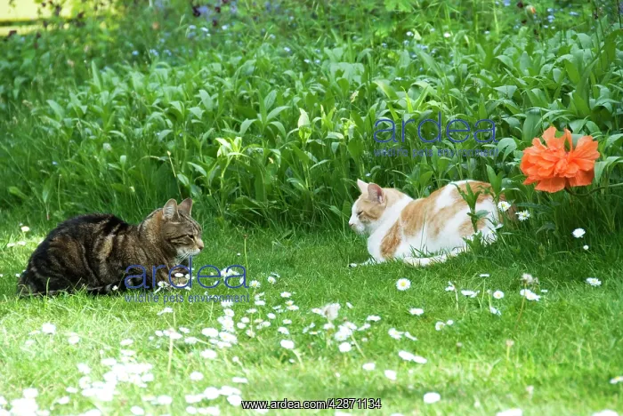 : Cat - two cats in stand off, just keeping an eye : Cat - two cats in stand off, just keeping an eye