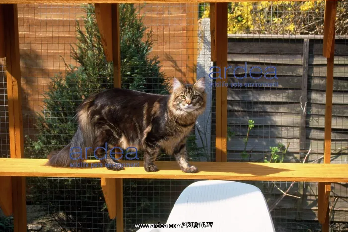 : CAT - IN CATTERY : CAT - IN CATTERY